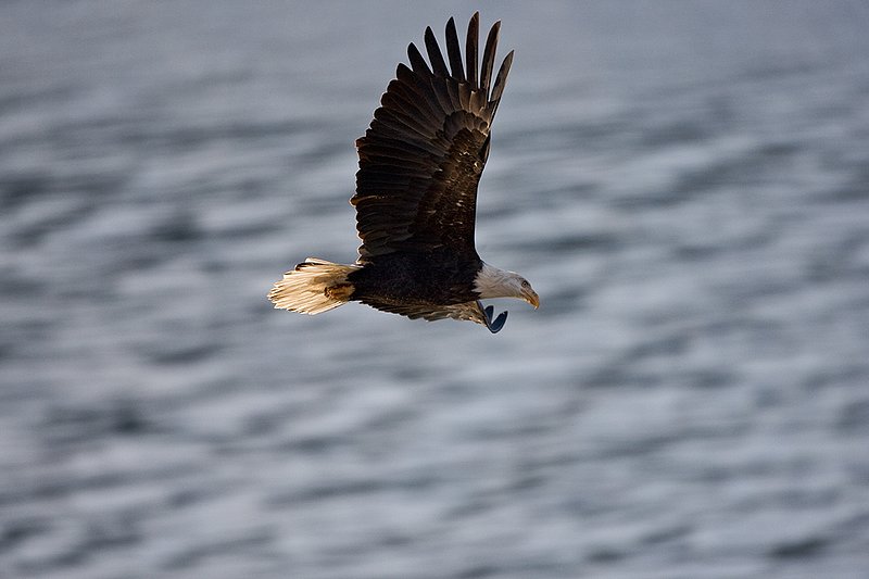 TC-Bald Eagle-D00026-00044.jpg :: Adult Bald Eagle in Flight/soaring