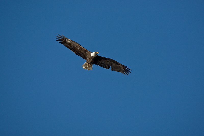 TC-Bald Eagle-D00026-00047.jpg :: Adult Bald Eagle in Flight/soaring