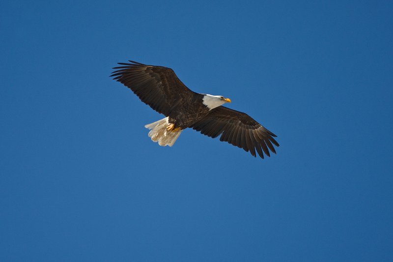 TC-Bald Eagle-D00026-00050.jpg :: Adult Bald Eagle in Flight/soaring