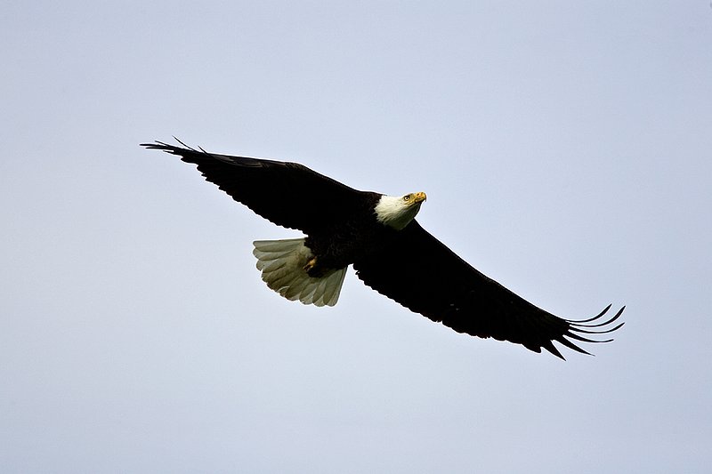 TC-Bald Eagle-D00026-00053.jpg :: Adult Bald Eagle in Flight/soaring against high overcast cloudy sky
