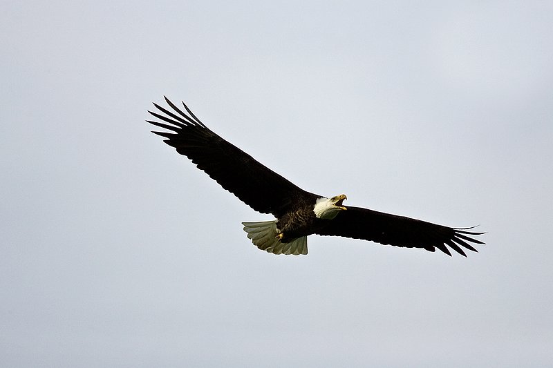 TC-Bald Eagle-D00026-00062.jpg :: Adult Bald Eagle in Flight/soaring while calling to another eagle against high overcast cloudy sky
