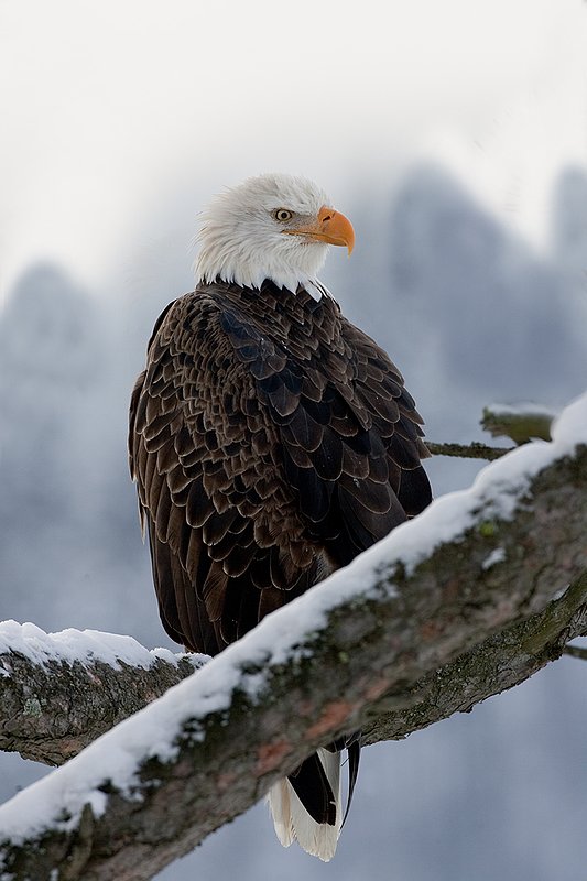 TC-Bald Eagle-D00026-00065.jpg :: Tight shot of Adult Bald Eagle perched on a snowy tree branch