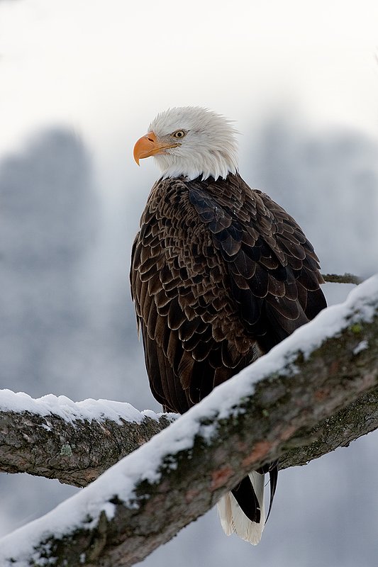 TC-Bald Eagle-D00026-00080.jpg :: Tight shot of Adult Bald Eagle perched on a snowy tree branch