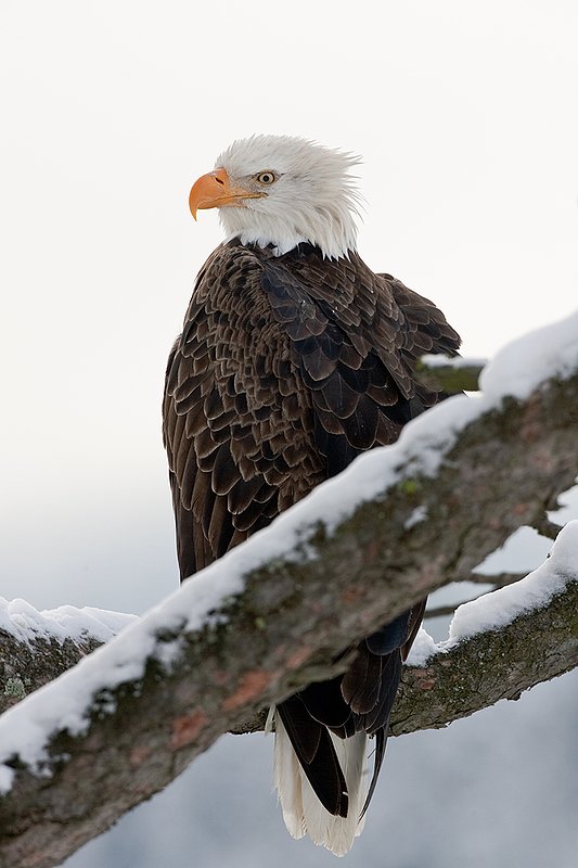 TC-Bald Eagle-D00026-00089.jpg :: Tight shot of Adult Bald Eagle perched on a snowy tree branch