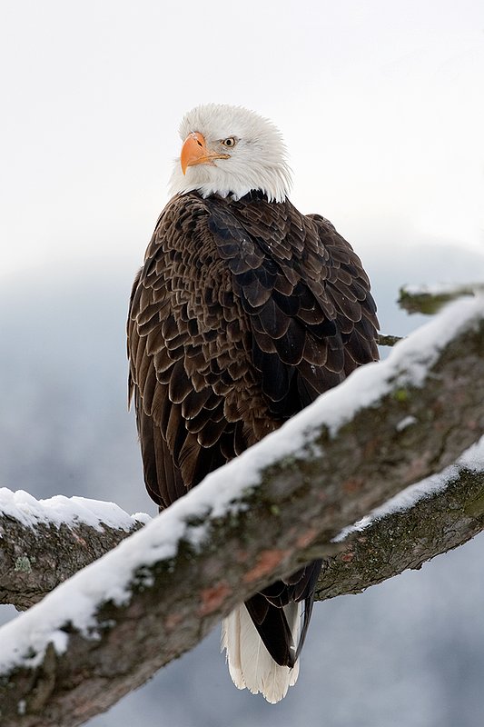 TC-Bald Eagle-D00026-00096.jpg :: Tight shot of Adult Bald Eagle perched on a snowy tree branch