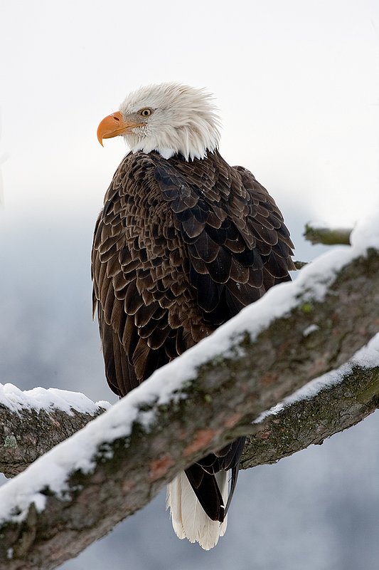 TC-Bald Eagle-D00026-00099.jpg :: Tight shot of Adult Bald Eagle perched on a snowy tree branch