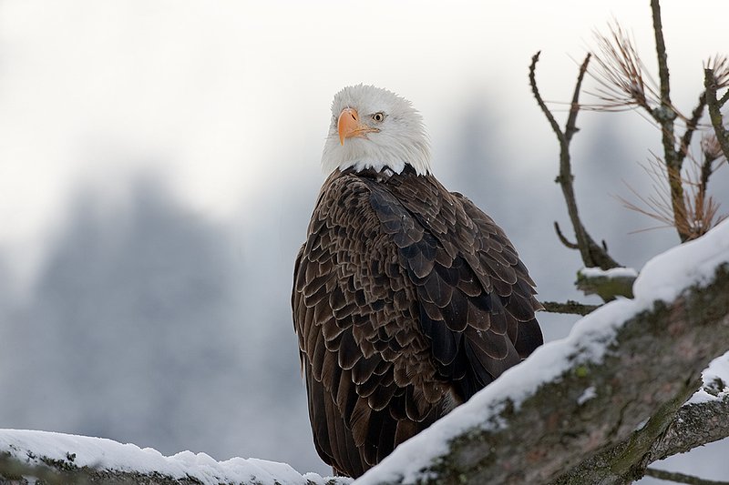 TC-Bald Eagle-D00026-00101.jpg :: Tight shot of Adult Bald Eagle perched on a snowy tree branch