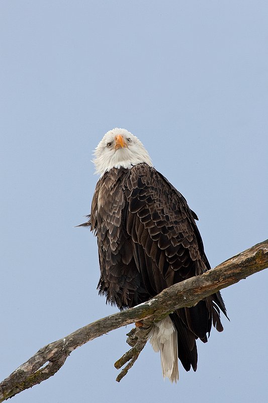 TC-Bald Eagle-D00026-00136.jpg :: Adult Bald Eagle perched on snag looking over water looking for fish