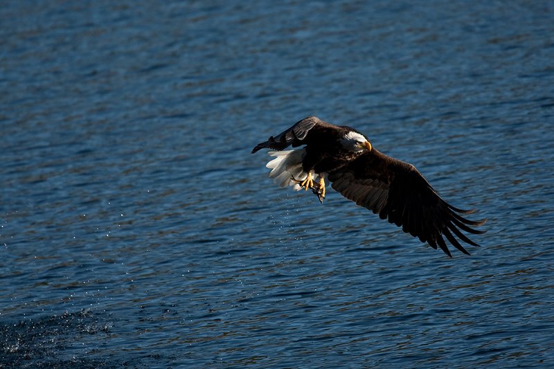 TC-Bald Eagle-D00026-00211.jpg :: Adult Bald Eagle catching kokanee salmon from lake and taking flight with the fish in his talons