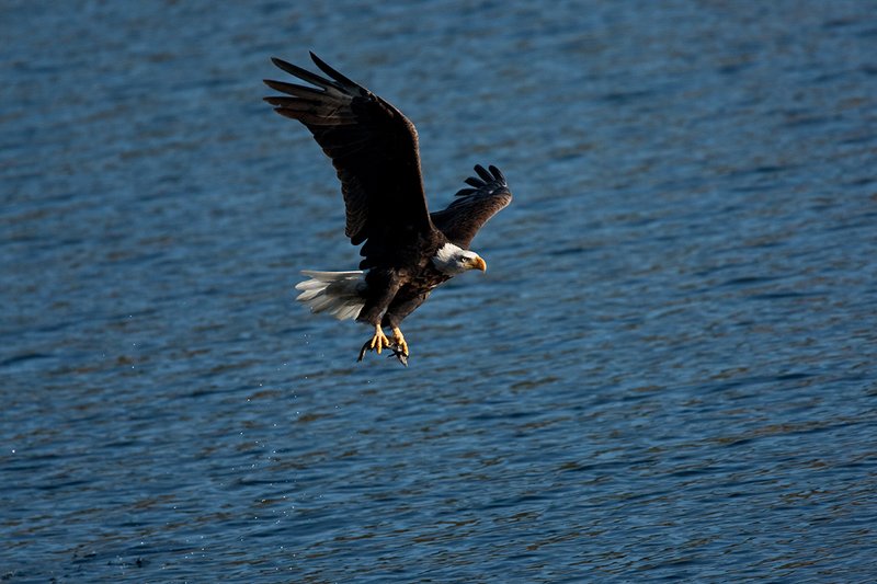 TC-Bald Eagle-D00026-00212.jpg :: Adult Bald Eagle catching kokanee salmon from lake and taking flight with the fish in his talons