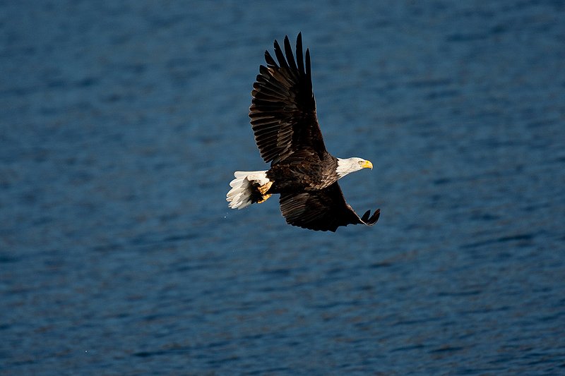 TC-Bald Eagle-D00026-00213.jpg :: Adult Bald Eagle catching kokanee salmon from lake and taking flight with the fish in his talons