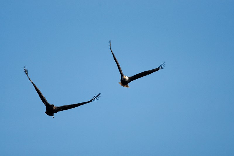 TC-Bald Eagle-D00026-00216.jpg :: Adult Bald Eagle with immature bald eagle below flying together after the immature bald eagle caught fresh water salmon (kokenee) on lake below