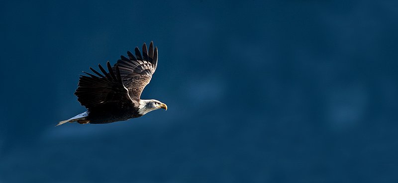 TC-Bald Eagle-D00026-00220.jpg