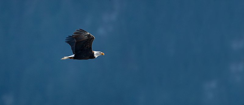 TC-Bald Eagle-D00026-00221.jpg