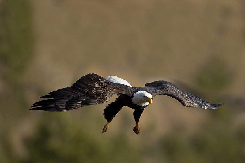TC-Bald Eagle-D00026-00222.jpg