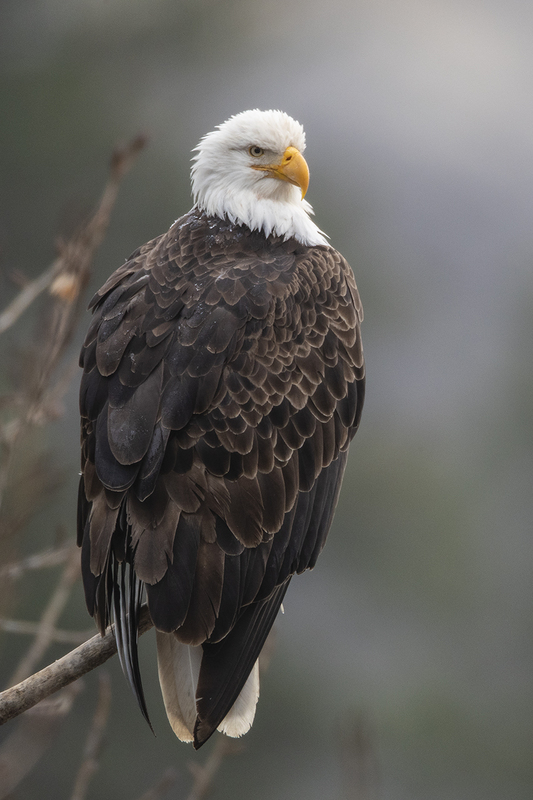 TC-Bald Eagle-D00026-01847-2(1).jpg :: Bald Eagle perched on dead branch with hillside behind in fog