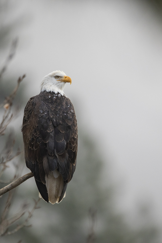 TC-Bald Eagle-D00026-01862-2.jpg :: Bald Eagle perched on dead branch with hillside behind in fog