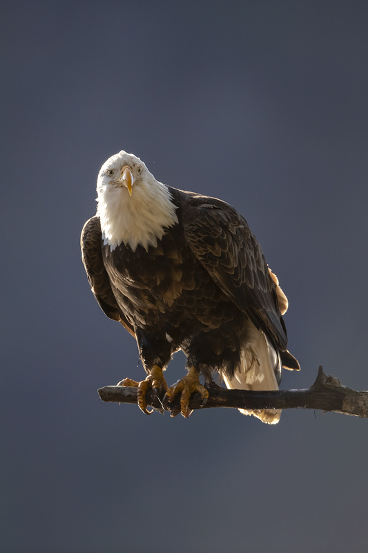 TC-Bald Eagle-D00026-01924-2.jpg :: Bald Eagle (National Symbol) perched on a dead branch with dark background
