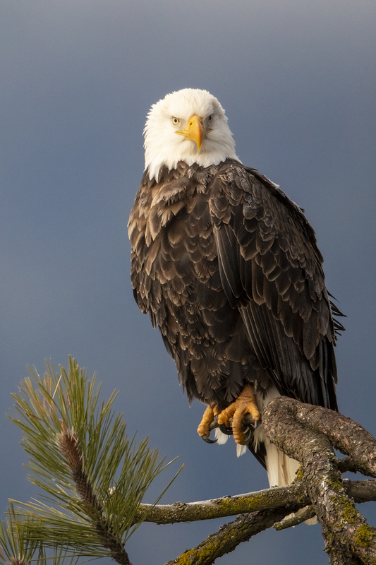 TC-Bald Eagle-D00026-02305-3.jpg :: Bald Eagle (Haliaeetus leucocephalus) perched on a tree  branch with dark background sky