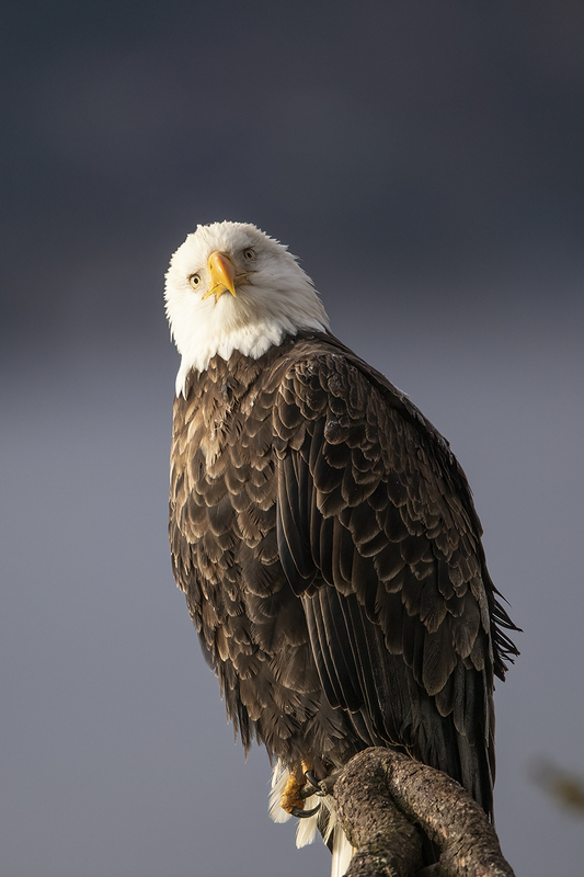 TC-Bald Eagle-D00026-02359-2.jpg :: Bald Eagle (Haliaeetus leucocephalus) perched on a tree  branch with dark background sky