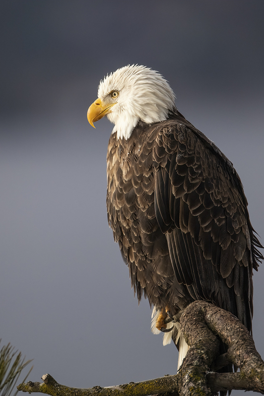 TC-Bald Eagle-D00026-02373-2(1).jpg :: Bald Eagle (Haliaeetus leucocephalus) perched on a tree  branch with dark background sky