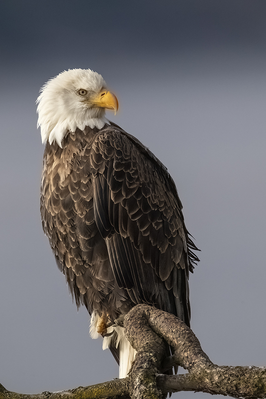 TC-Bald Eagle-D00026-02403-2(1).jpg :: Bald Eagle (Haliaeetus leucocephalus) perched on a tree  branch with dark background sky