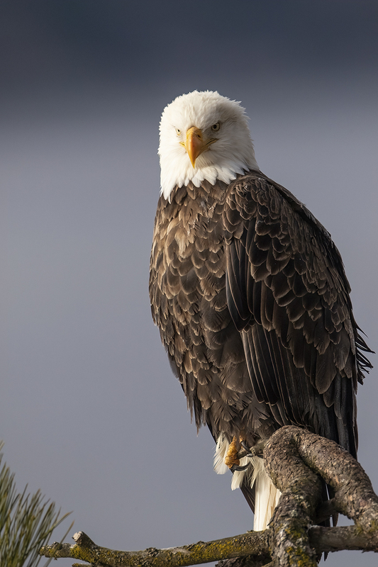 TC-Bald Eagle-D00026-02407-2.jpg :: Bald Eagle (Haliaeetus leucocephalus) perched on a tree  branch with dark background sky
