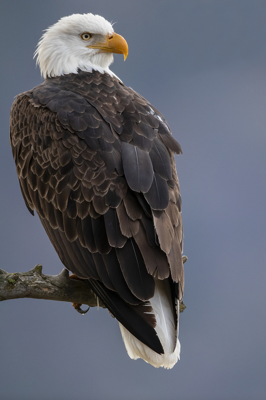 TC-Bald Eagle-D00026-02484-2.jpg :: Bald Eagle (Haliaeetus leucocephalus) perched on a branch watching for spawning Kokanee salmon on wather below