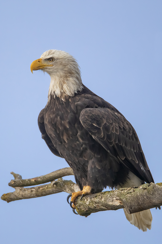TC-Bald Eagle-D00026-02621(1).jpg :: Bald Eagle (Haliaeetus leucocephalus) perched on a branch watching for spawning Kokanee salmon on wather below