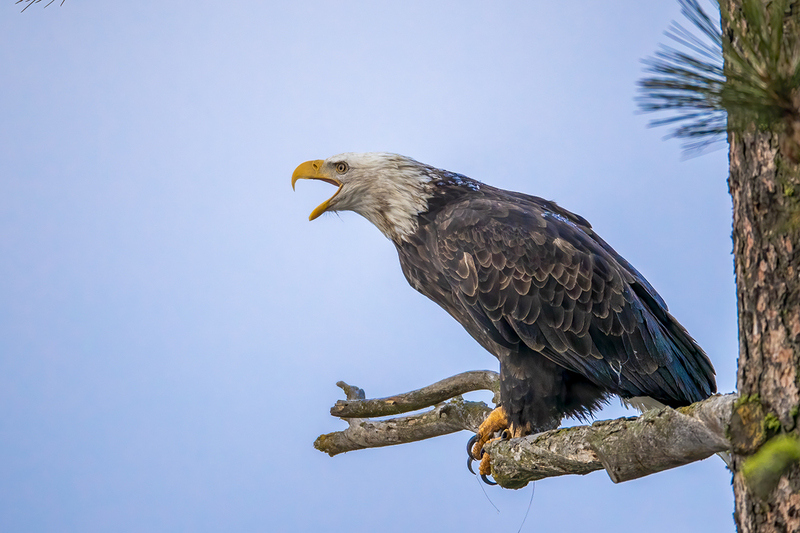 TC-Bald EagleD-00001.jpg