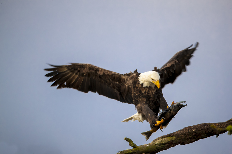 TC-Bald EagleD-00002.jpg