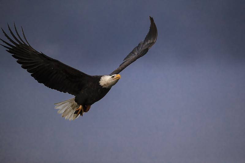 TC-Bald EagleD-00003(1).jpg