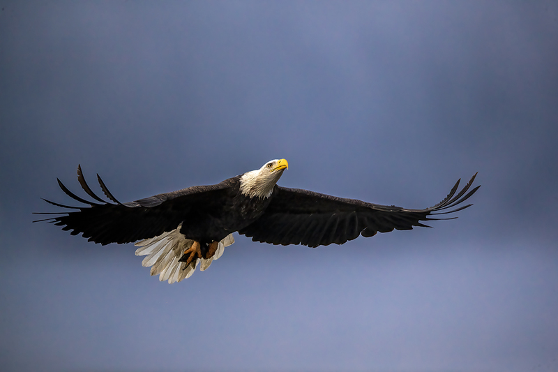 TC-Bald EagleD-00004(1).jpg