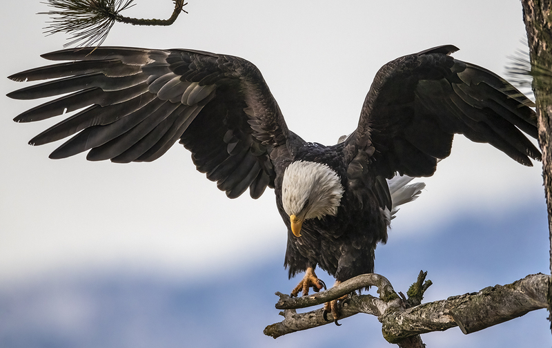 TC-Bald EagleD-00006.jpg