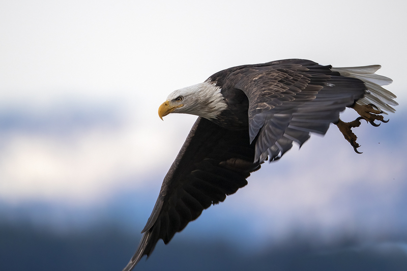 TC-Bald EagleD-00007.jpg