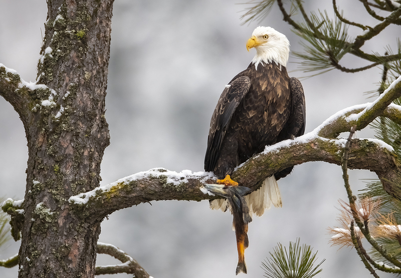 TC-Bald EagleD-00010.jpg