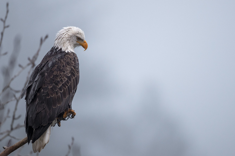 TC-Bald EagleD-00013(1).jpg :: Bald Eagle perched on dead branch with hillside behind in fog