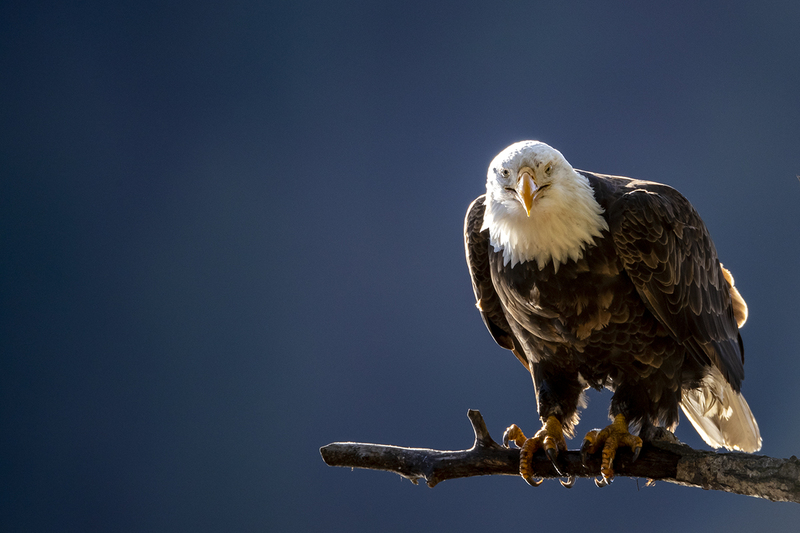TC-Bald EagleD-00015.jpg :: Bald Eagle (National Symbol) perched on a dead branch with dark background