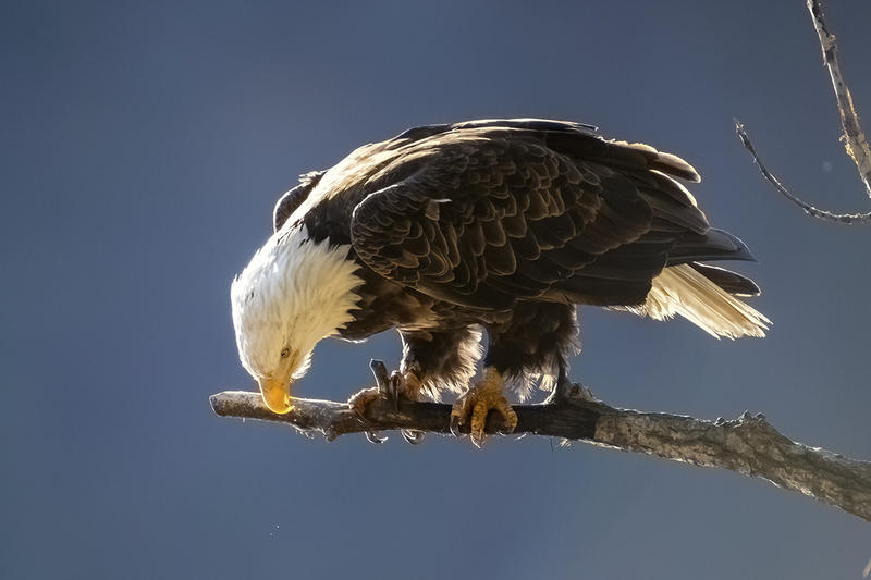 TC-Bald EagleD-00016.jpg :: Bald Eagle (National Symbol) perched on a dead branch cleaning its beak after eating a Kokanee salmon