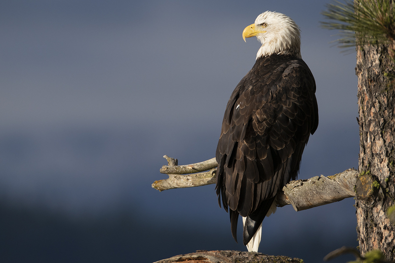 TC-Bald EagleD-00018.jpg :: Bald Eagle (Haliaeetus leucocephalus) perched on a tree  branch with dark background sky