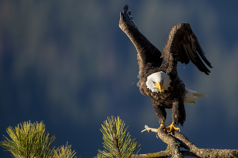 TC-Bald EagleD-00019.jpg :: Bald Eagle (Haliaeetus leucocephalus) just landed on a tree  branch with dark background sky