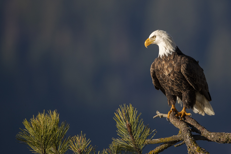 TC-Bald EagleD-00020(1).jpg :: Bald Eagle (Haliaeetus leucocephalus) perched on a tree  branch with dark background sky