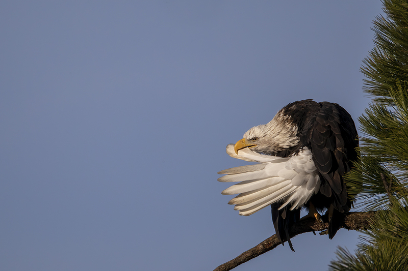 TC-Bald EagleD-00024.jpg :: Bald Eagle (Haliaeetus leucocephalus) perched on a branch preening its white tailfeathers