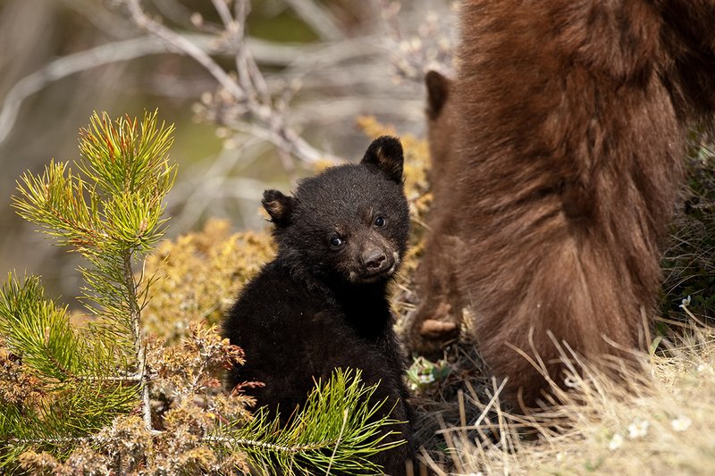 TC-Black Bear Cubs-D00049-00011.jpg :: Black color phase black bear cub of the year sits on his haunches looking back while its mother(brown phase sow) feeds on a mountain hillside