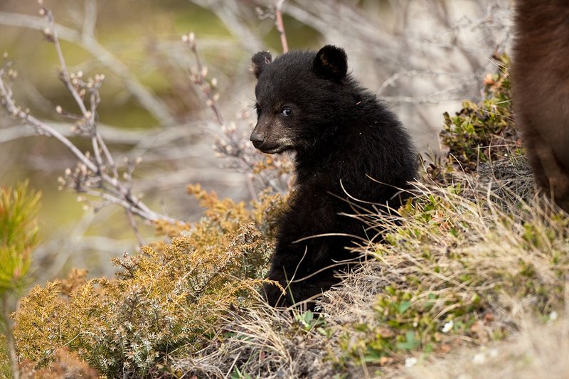 TC-Black Bear Cubs-D00049-00019.jpg :: Black color phase black bear cub of the year sits on his haunches looking back while its mother(brown phase sow) feeds on a mountain hillside