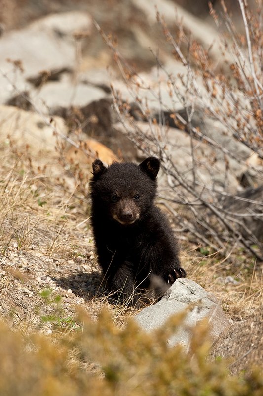 TC-Black Bear Cubs-D00049-00022.jpg :: Black color phase black bear cub of the year stands with one foot on a rock looking straight on