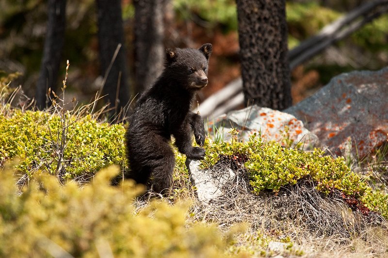 TC-Black Bear Cubs-D00049-00025.jpg :: Black color phase black bear cub of the year stands with one foot on a rock looking straight on