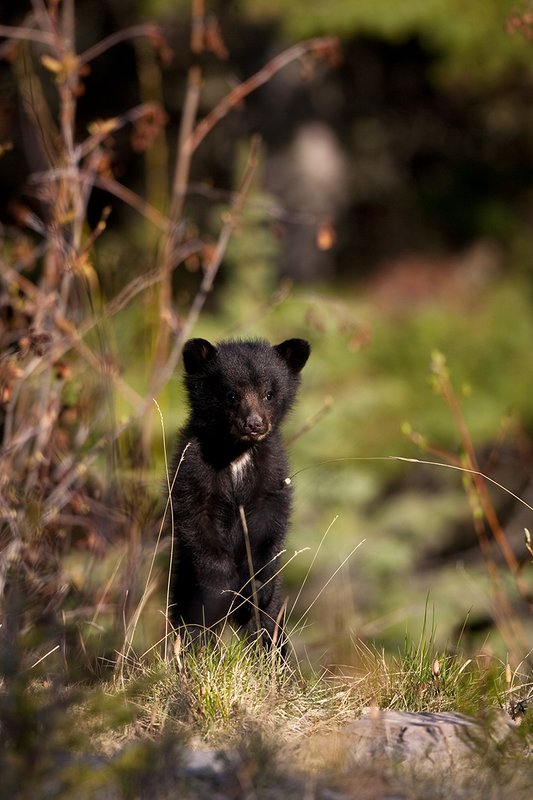 TC-Black Bear Cubs-D00049-00031.jpg :: Black color phase black bear cub of the year stands upright in open timber curiosly looking straight on