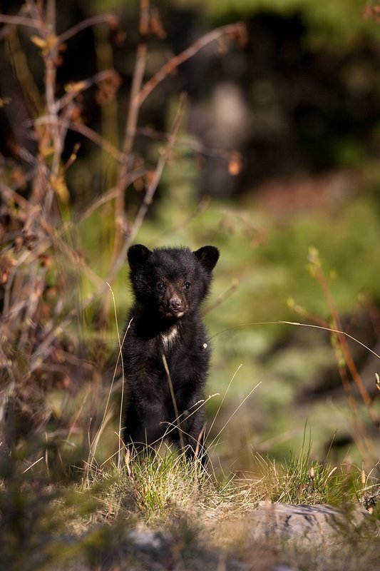 TC-Black Bear Cubs-D00049-00033.jpg :: Black color phase black bear cub of the year stands upright in open timber curiosly looking straight on