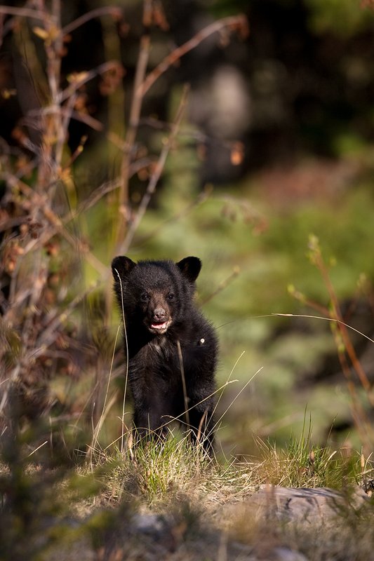 TC-Black Bear Cubs-D00049-00035.jpg :: Black color phase black bear cub of the year stands upright in open timber curiosly looking straight on